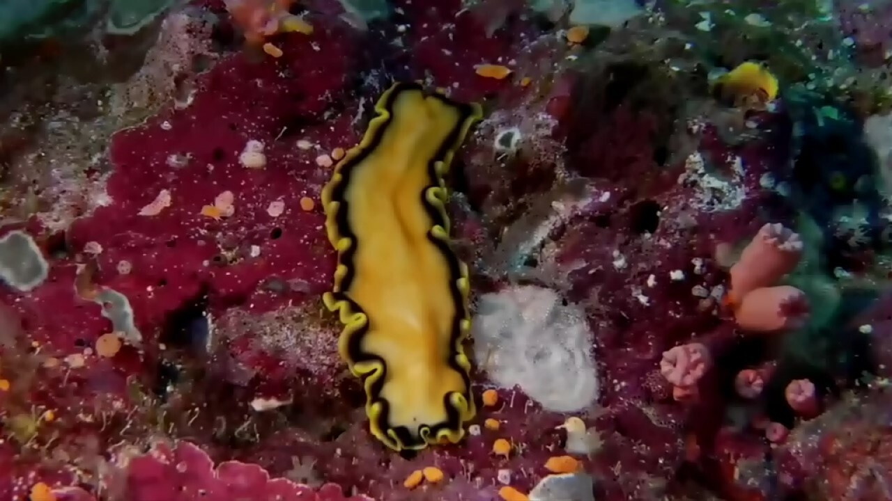 Coral Sea Dreaming: Awaken Background