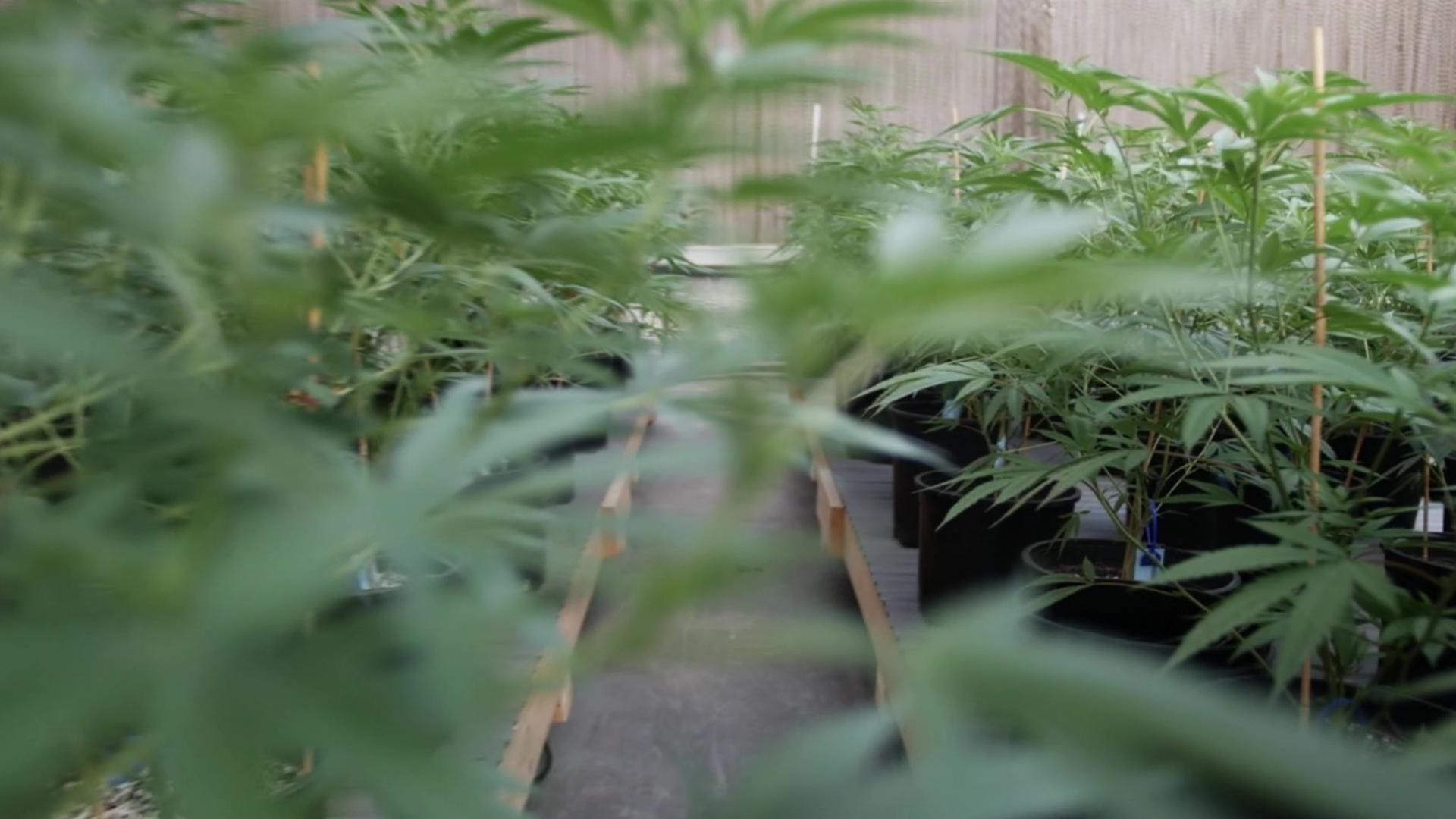 The God Plant Background