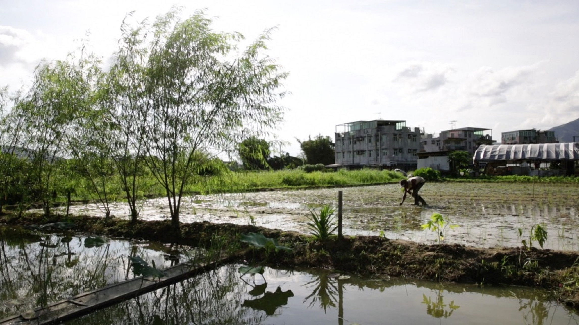 Kong Rice Background