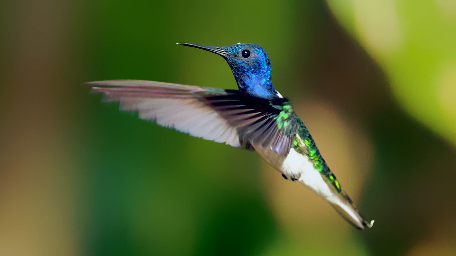 Secrets of Our Living Planet Background