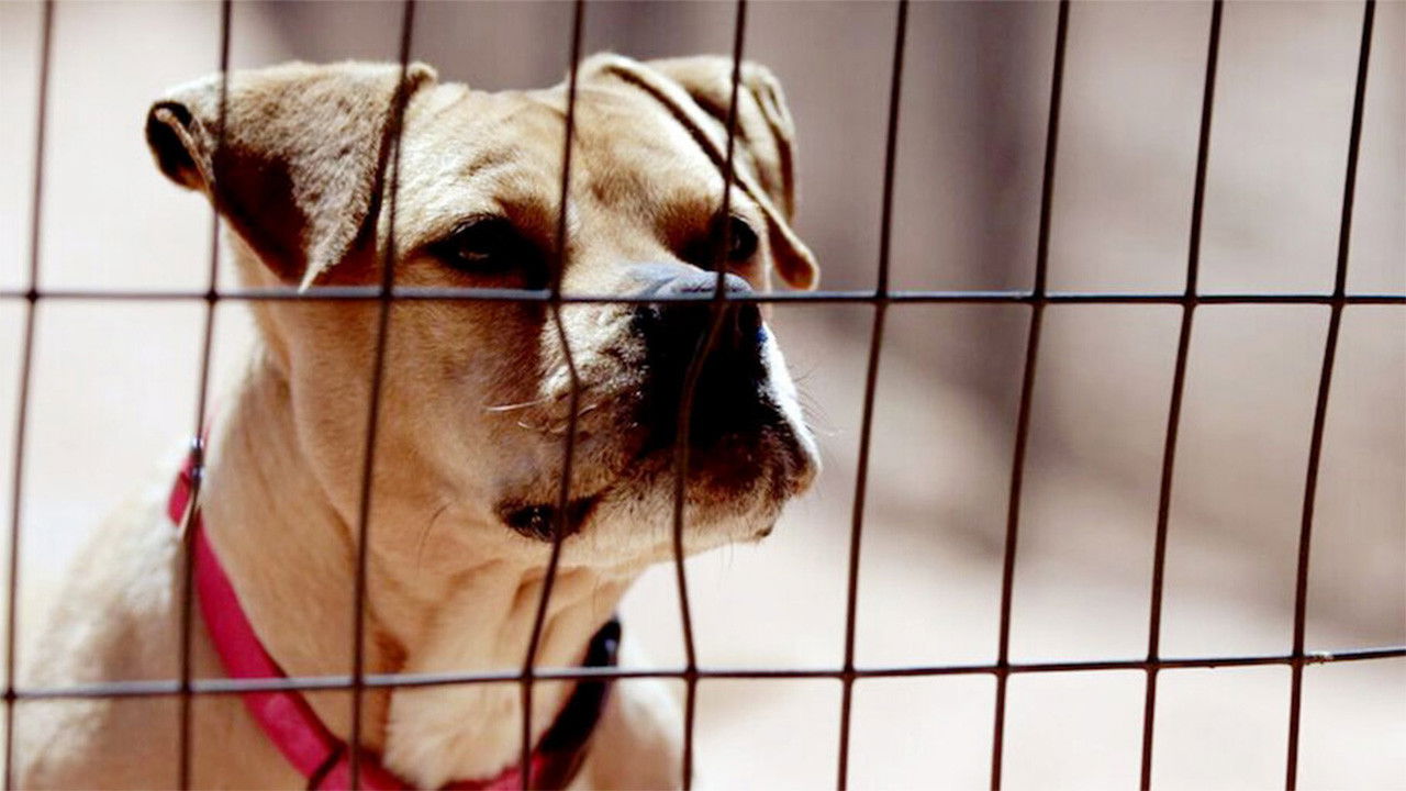 The Champions Background