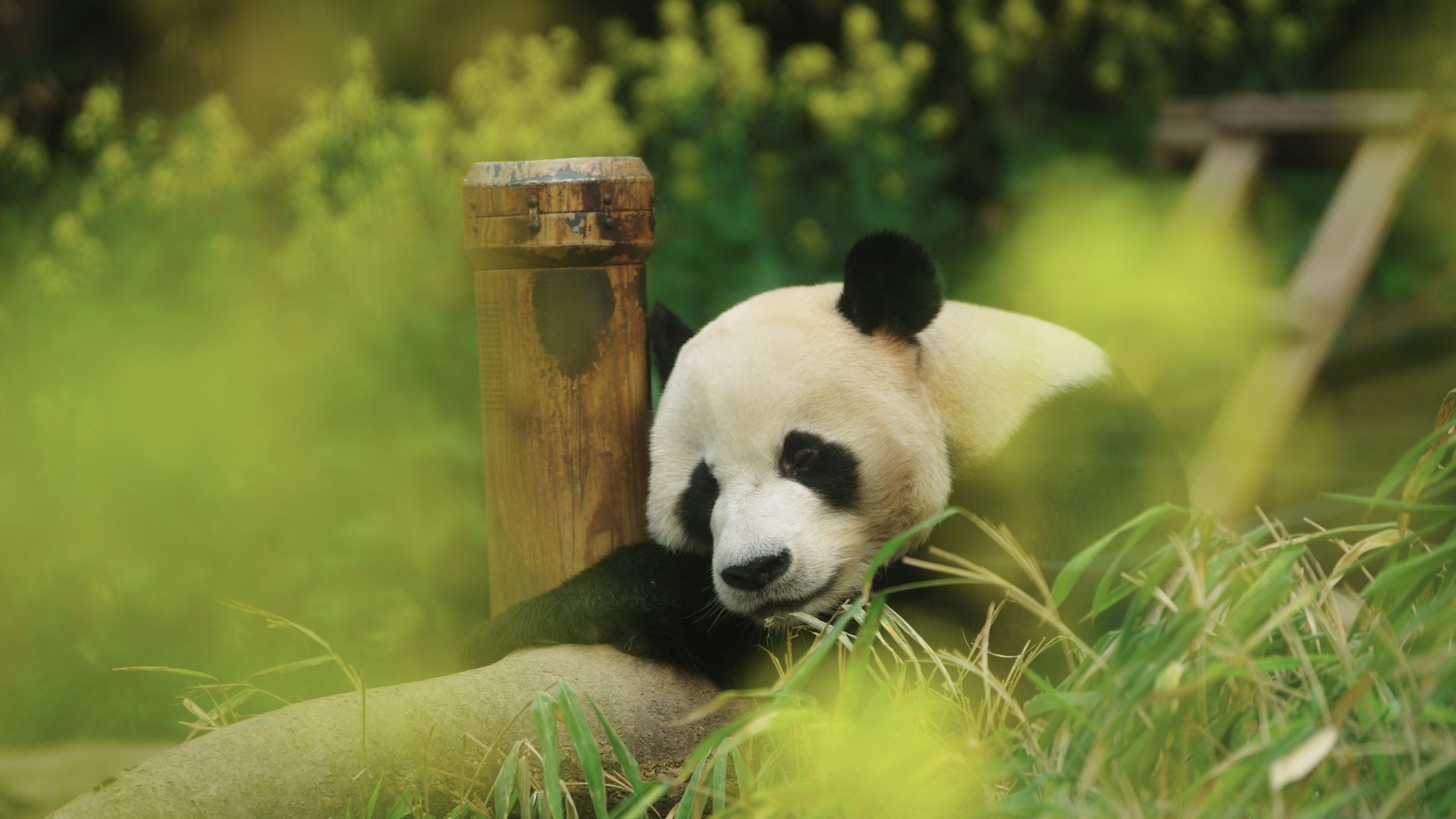 My Dearest Fu Bao Background